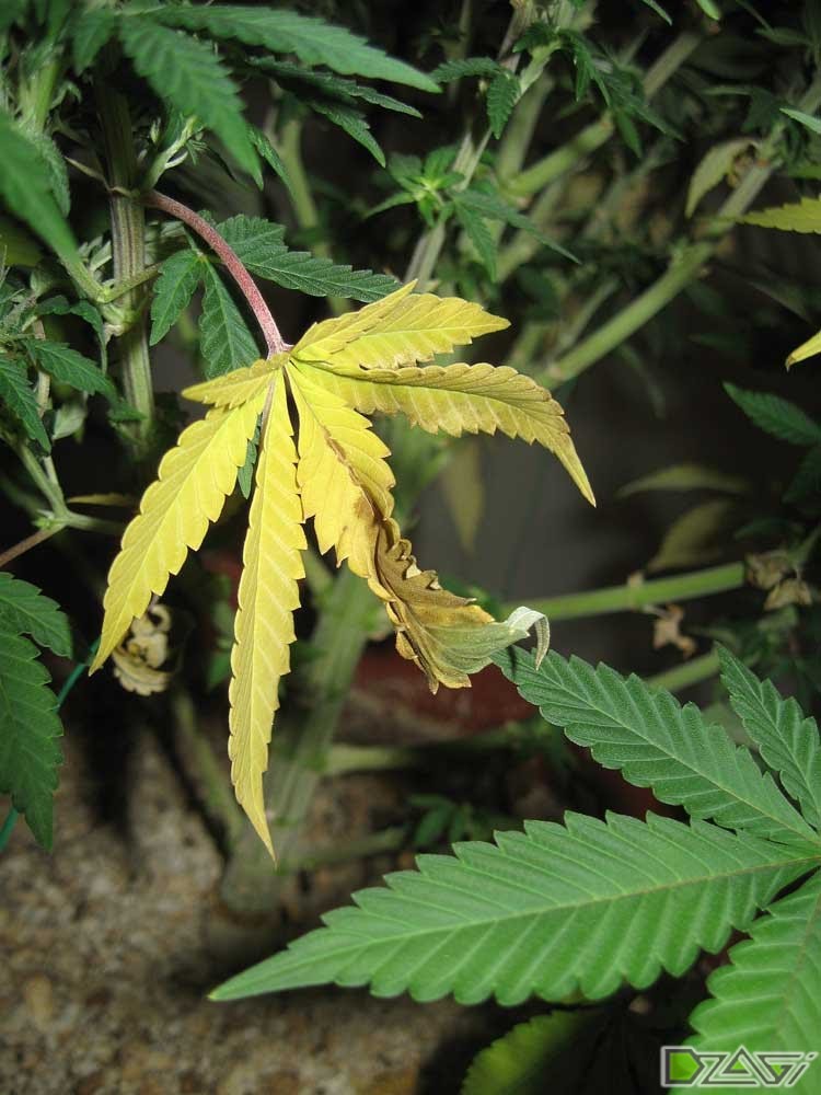 Внекорневая подкормка марихуаны цветущая конопля фото